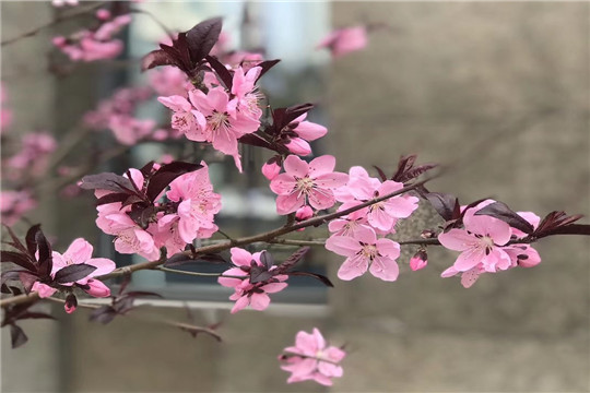 4.教科院的春天_副本.jpg